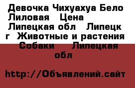 Девочка Чихуахуа Бело-Лиловая › Цена ­ 20 000 - Липецкая обл., Липецк г. Животные и растения » Собаки   . Липецкая обл.